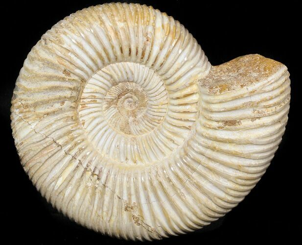 Perisphinctes Ammonite - Jurassic #45407